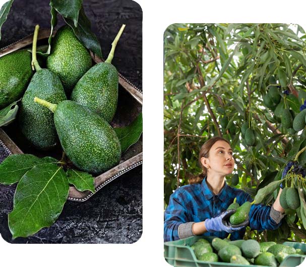 Cretan Avocado - Ελληνικά Βιολογικά Αβοκάντο